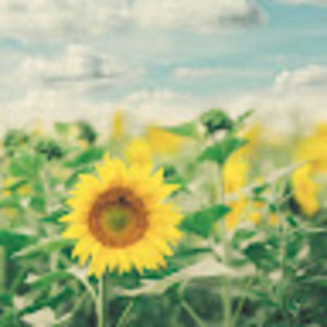 Meet your Posher, Houa